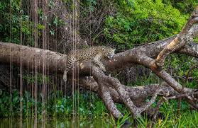 Amazon Tours Brazil